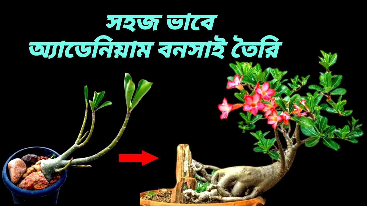 Adenium Bonsai Technique | Adenium Bonsai Care