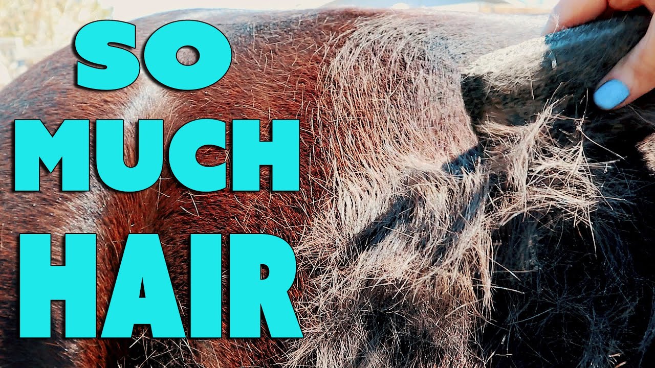 Horse Shedding Satisfying And Relaxing - Slick N' Easy Grooming Block ASMR