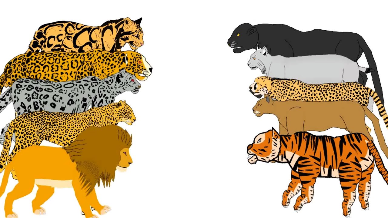 big cats tournament animation&mdash;all animation