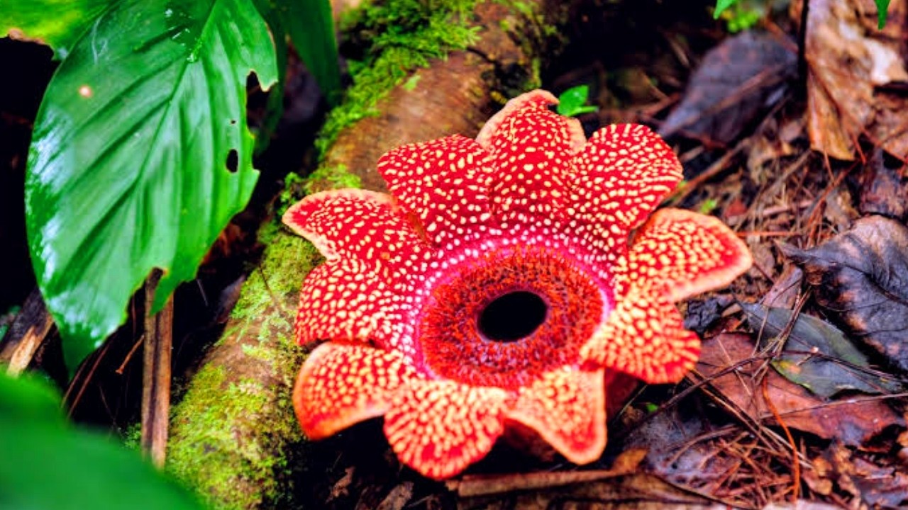 Meet the World&rsquo;s 13 Most Elusive and Incredibly Rare Plants That Few Have Ever Seen