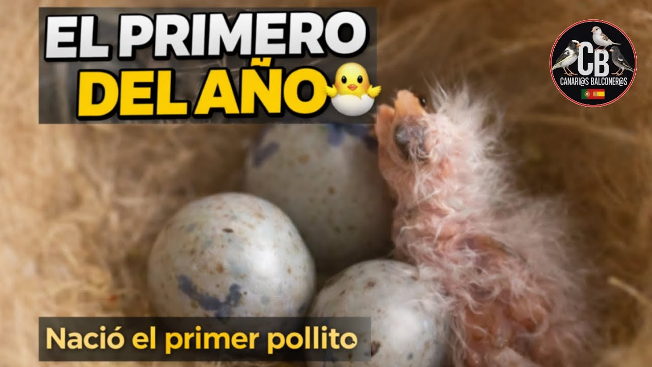 Este pequeño fue el primero del año 🐣✨ TIMBRADOS-CANARIO Portador-¿MOÑA?-cria de canarios 2026-Bruno