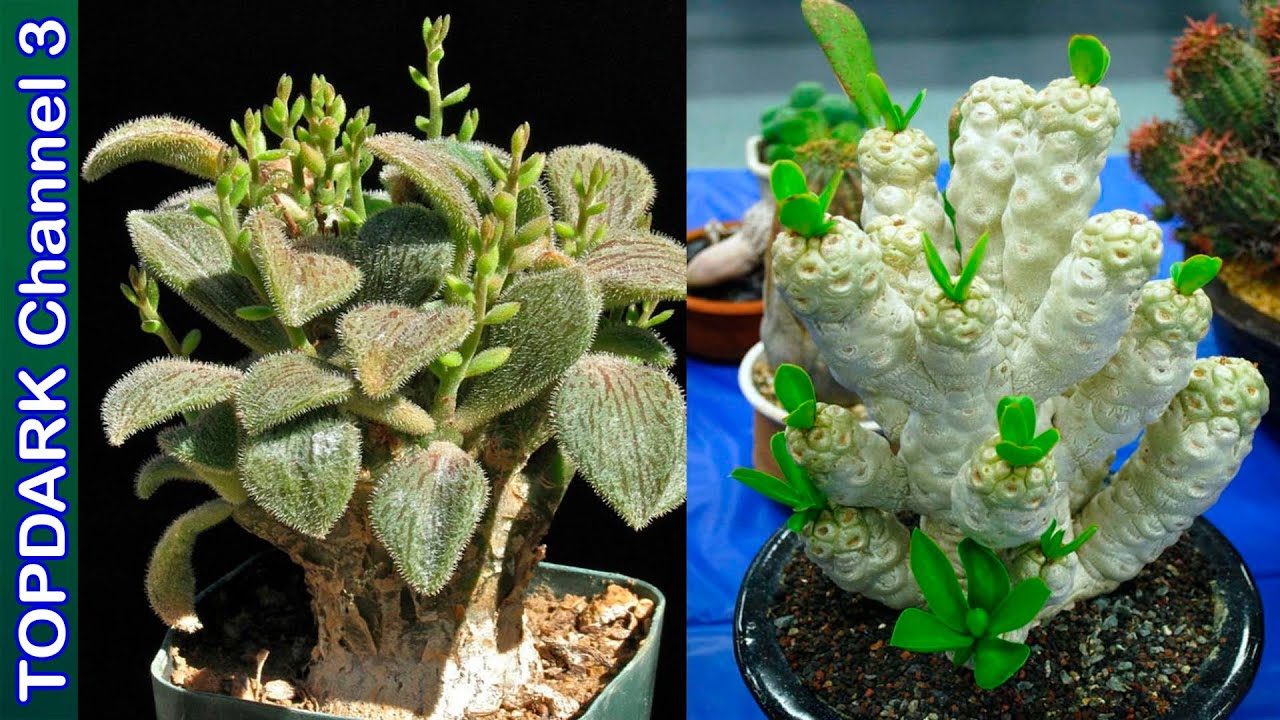 10 Lindas variedades de tylecodon
