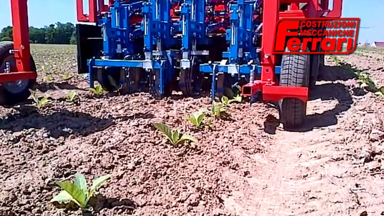 Ferrari Remoweed removing weeds from tobacco plants