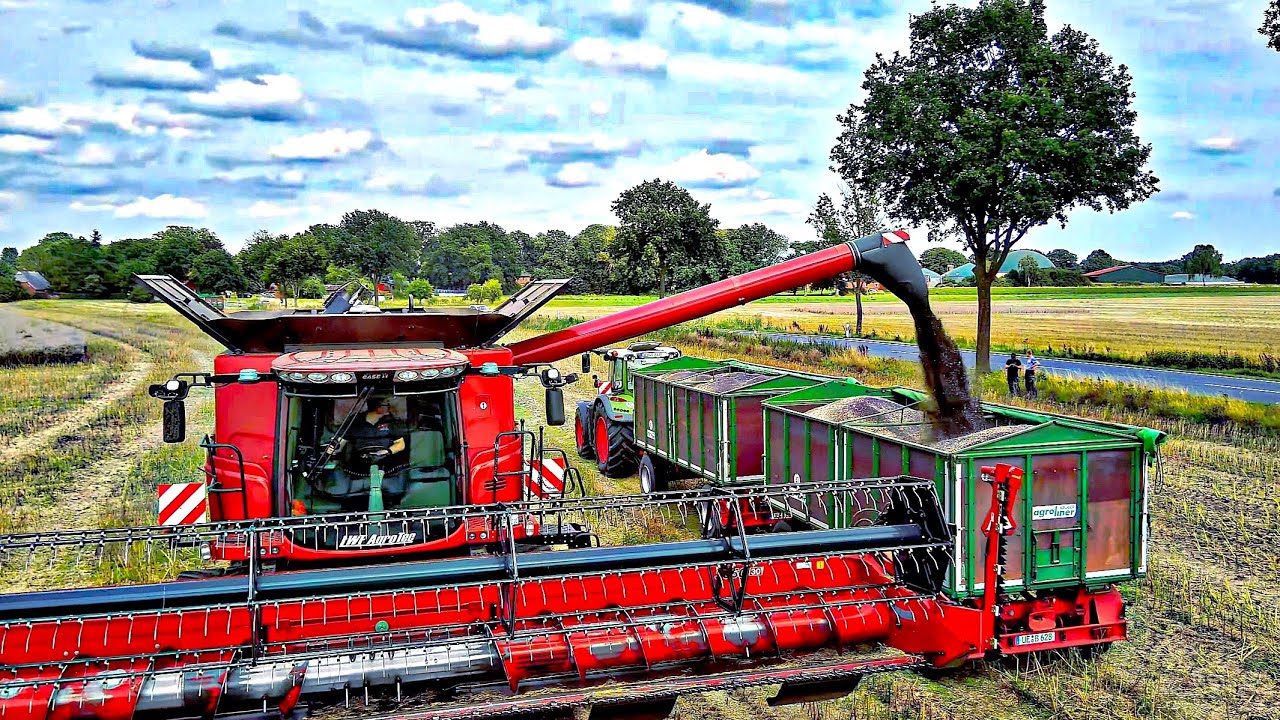 Rapsernte 2025 Mähdrescher Case 7240 Axial Flow, Traktoren Landwirtschat s Betrieb Wiebeck Agrar GbR