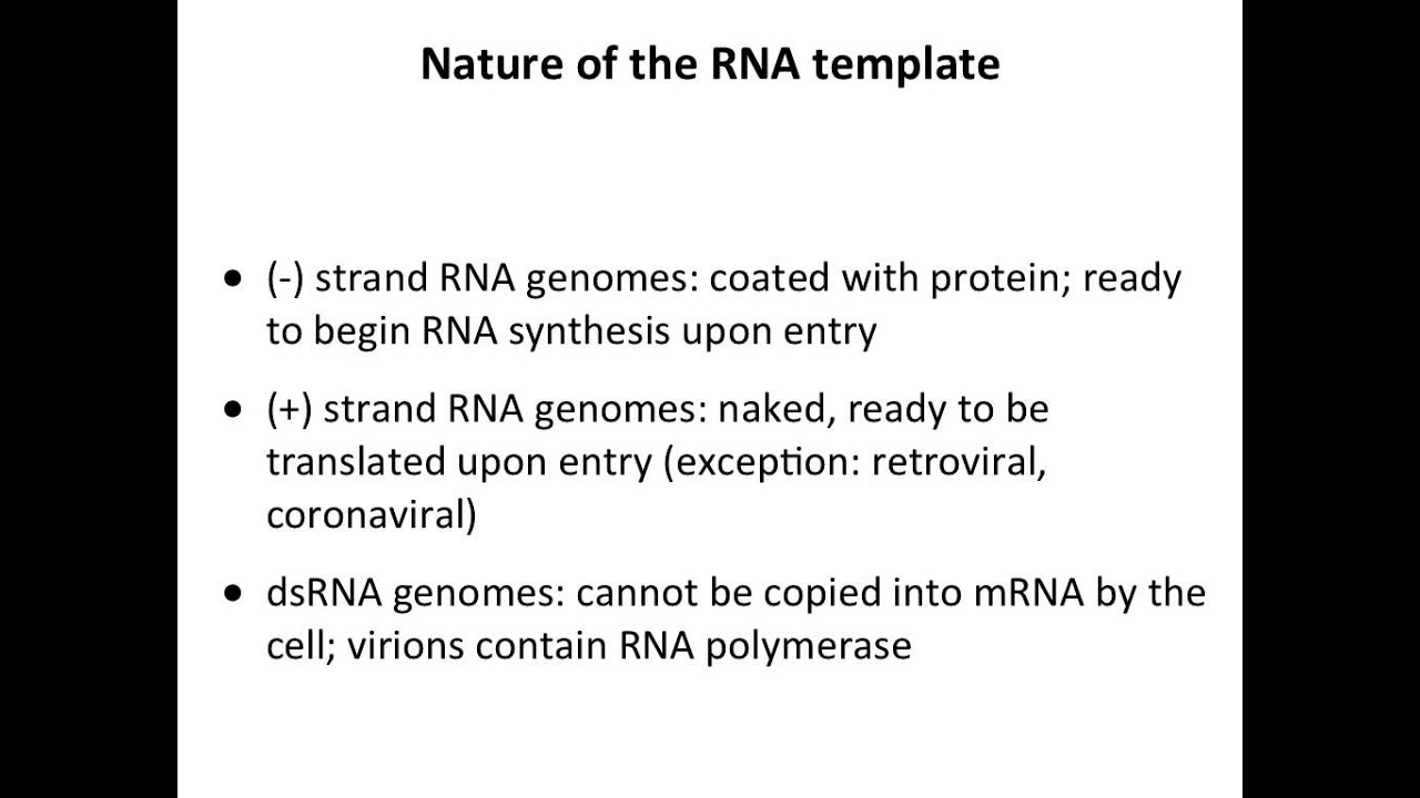Viral RNA synthesis