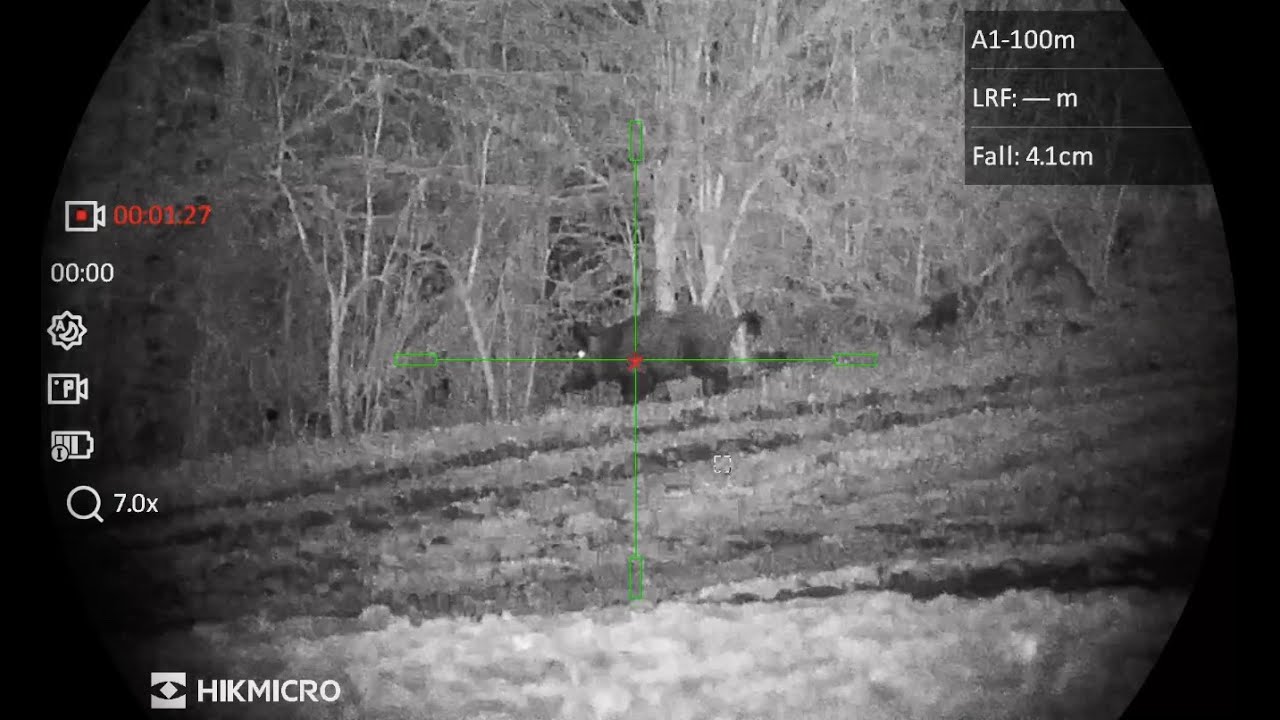 junger Keiler auf 120 m | HIKMICRO Alpex LRF 4k