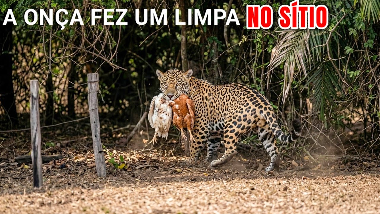 “A ONÇA ESTÁ FAZENDO UM LIMPO NO SÍTIO”, RELATA O PROPRIETÁRIO