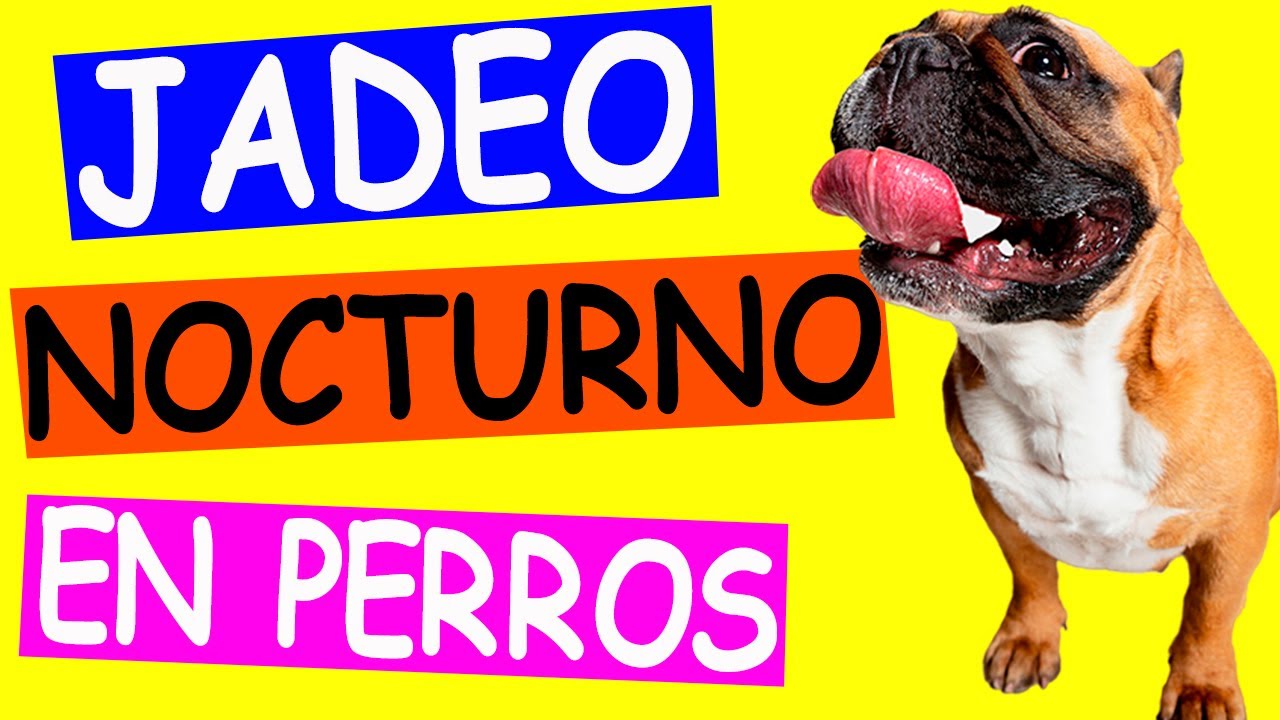 Jadeo NOCTURNO en Perros