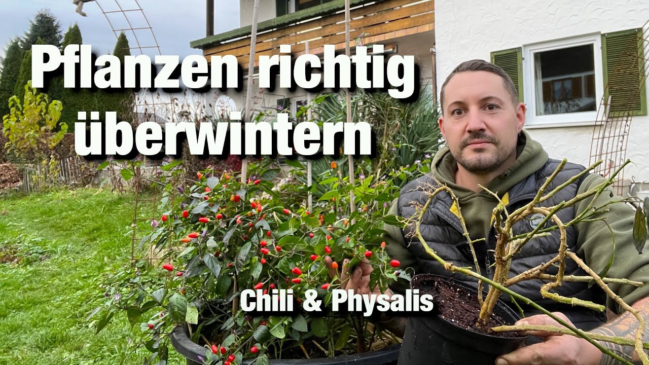 Pflanzen richtig überwintern, Chili und Physalis retten.