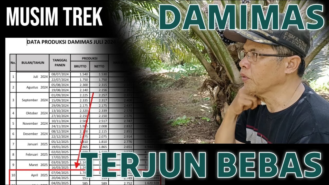 Benarkah Masa Trek Varietas Damimas Sangat Panjang