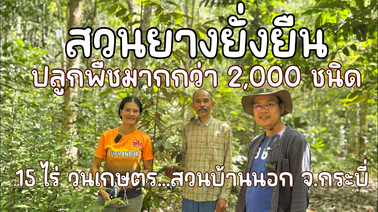 สวนยางยั่งยืน วนเกษตร 15 ไร่ ที่สวนบ้านนอก อ.ลำทับ จ.กระบี่ โดย พี่ปุ๋ย พี่พงษ์