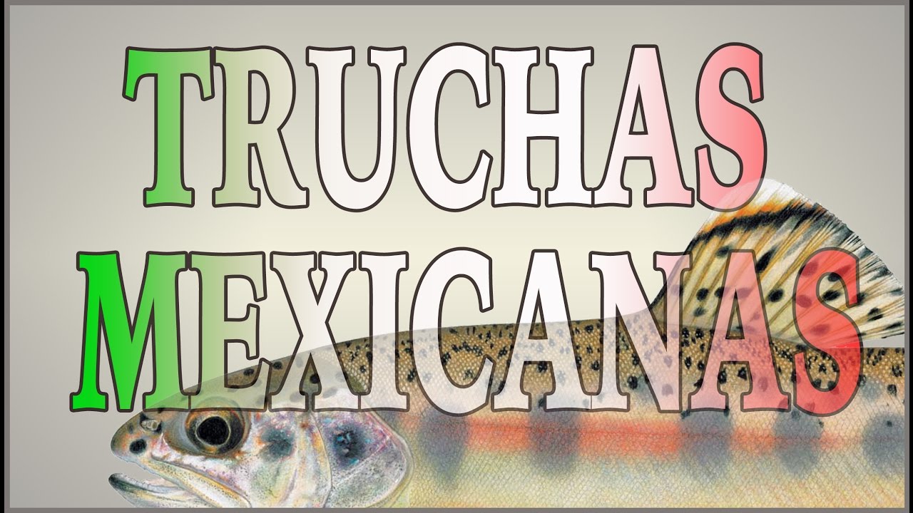 Truchas Mexicanas, the Native Trout of Mexico