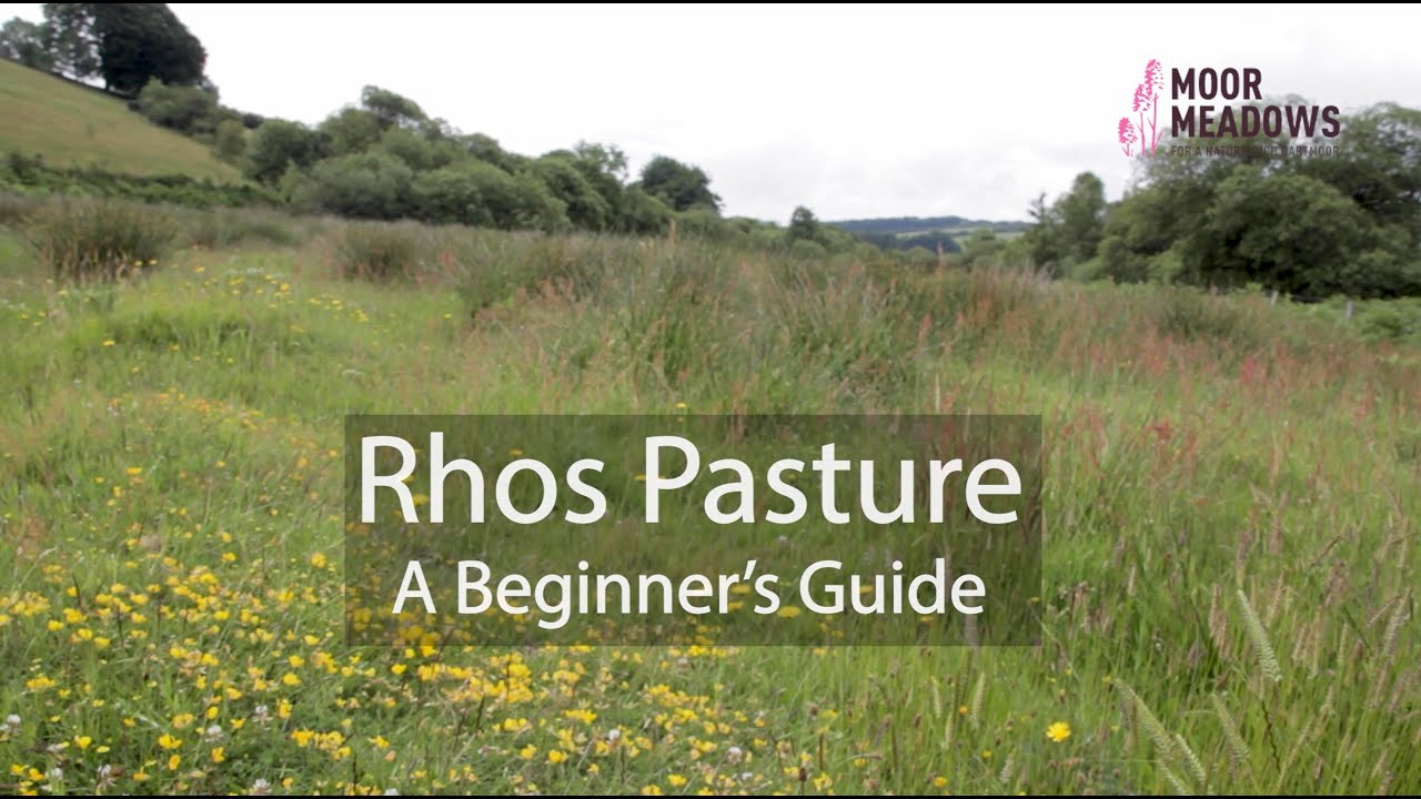 Rhos Pasture Plant ID: a nationally rare habitat