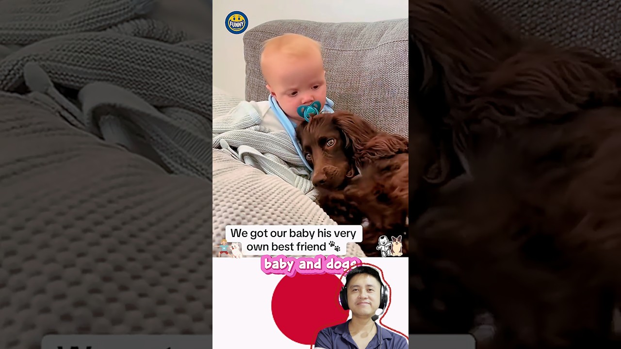 baby and dogs 赤ちゃんと犬#かわいいワンちゃん #love #元気になる動画 #赤ちゃん #赤ちゃん #大型犬のいる生活 #funny #cute #baby #pets #fyp