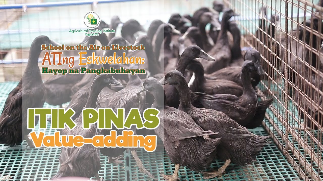 Itik Pinas Value Adding Part 2