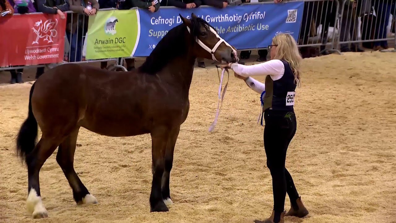 Pencampwriaeth Cobiau Cymreig | Welsh Cob Championship