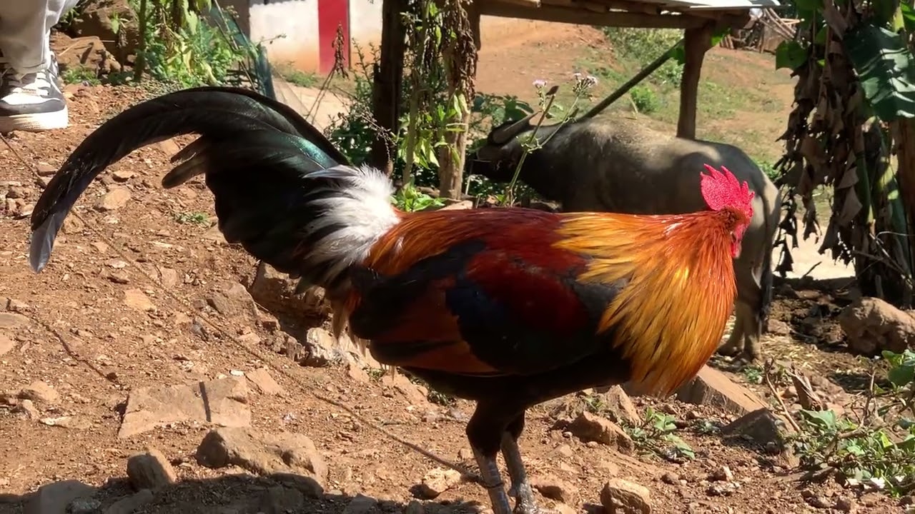 Thaib qaib dib rau peb tau saib 