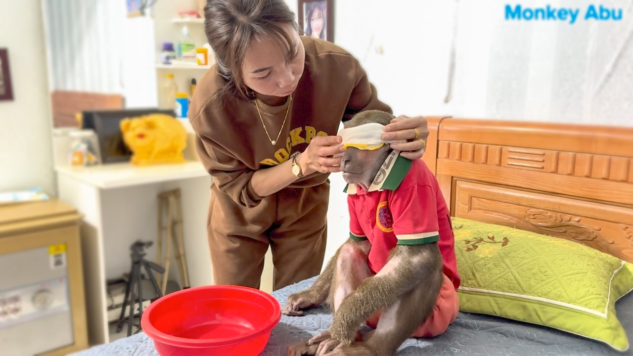 Mom Takes Care of Abu – Poor Monkey Has Eye Infection!