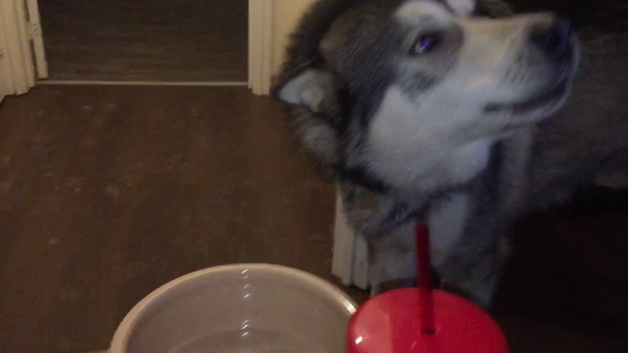 Loki wants his Food!