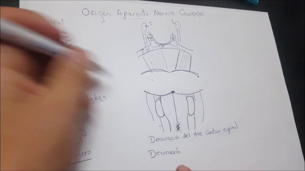 ORIGEN APARENTE PARES CRANEALES