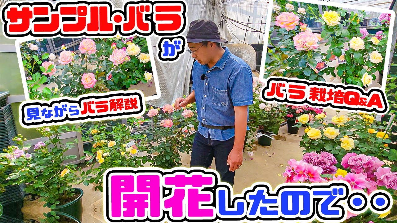 【見本バラ🌹】が開花したので実際に咲いたバラを見ながらご紹介します🌹[2024年・春発表品種]&[バラQ&A]バラ専門店店長・高木大輔さん