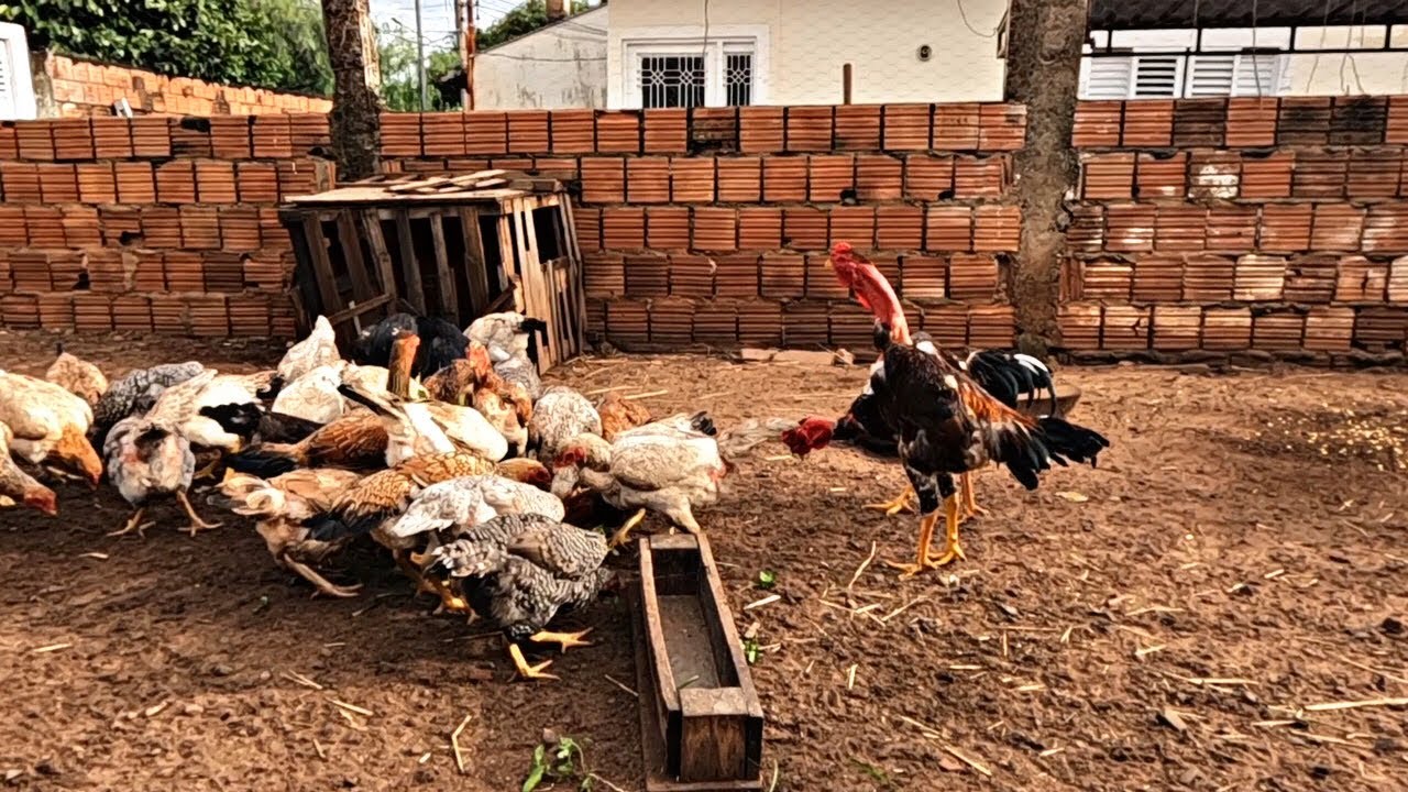 PRIMEIRA VEZ DESSES FRANGOS NO MEIO DAS GALINHAS 