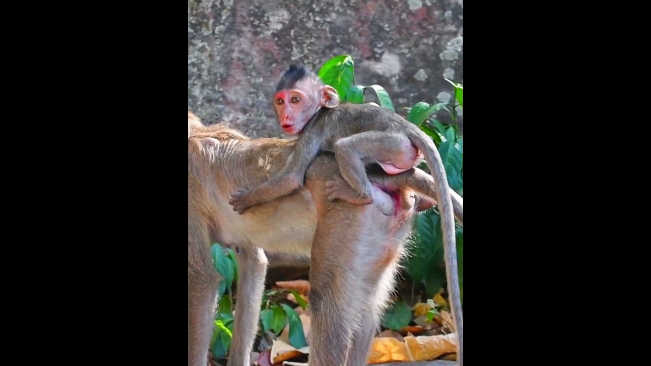 Mother monkey trying to reduce milk supply​ her baby
