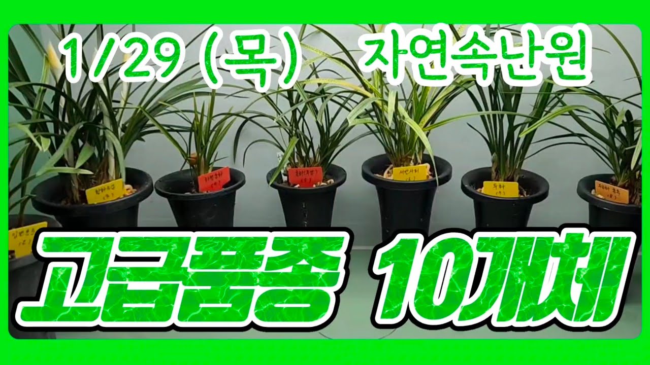 [1월 29일] 홍화, 입변복륜, 황화소심, 화형홍화, 홍화, 서반사피, 두화, 홍옥, 송옥, 주홍소심 올려봅니다.