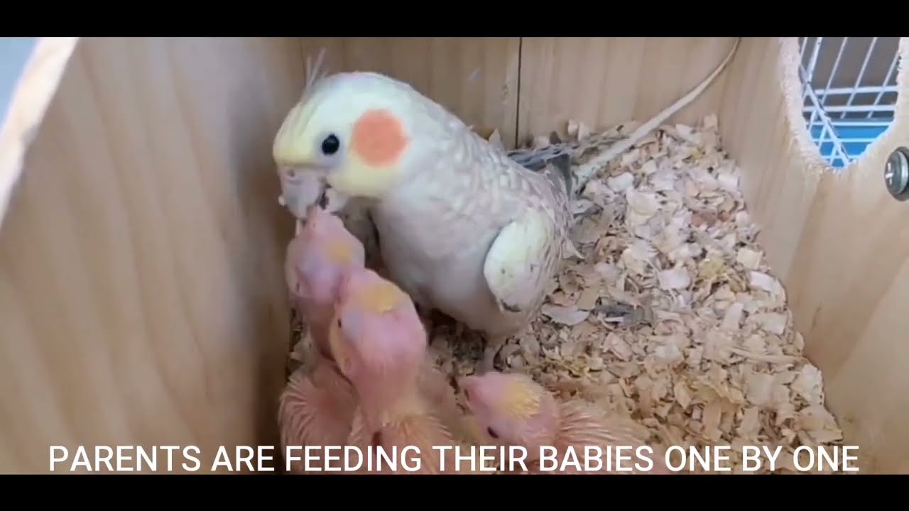 Teamwork in Action: Cockatiel Mom and Dad Feed Their Babies Like Pros.