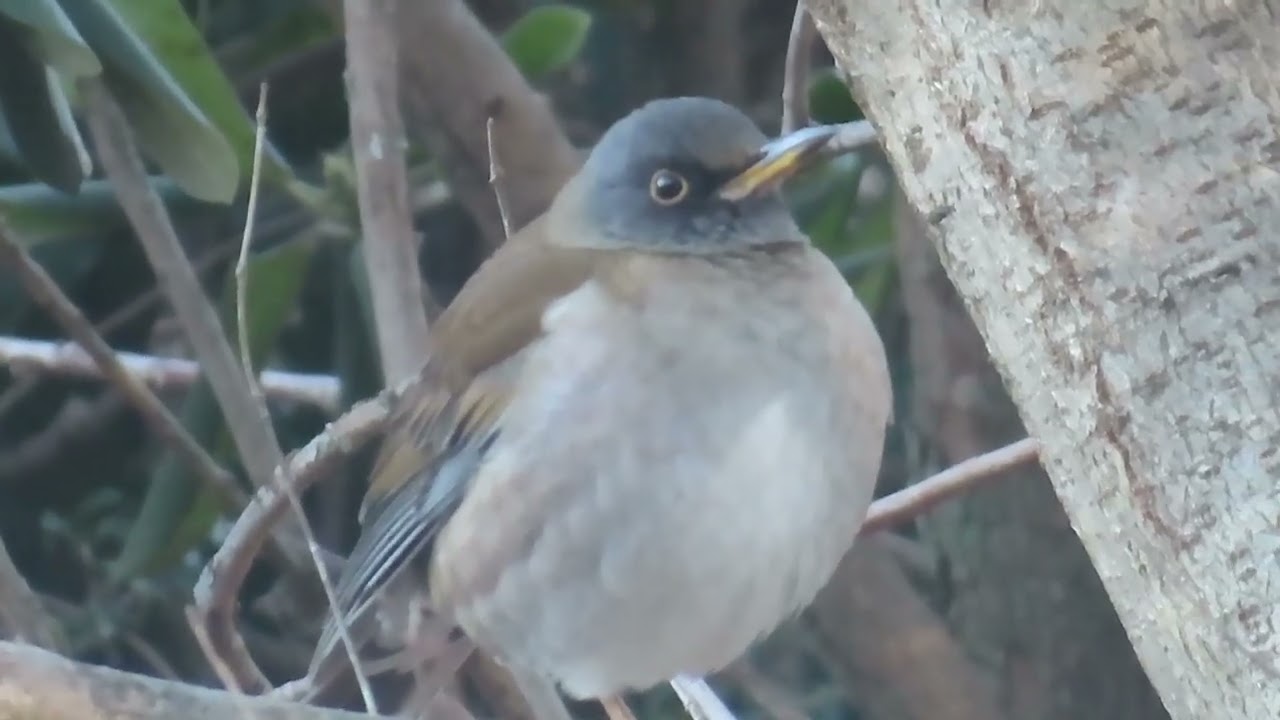 シロハラ_38_鳴き声_癒し_片倉城址公園_Pale thrush_4K
