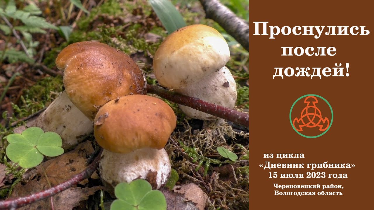 Проснулись после дождей! Дневник грибника 15 июля 2023 года.