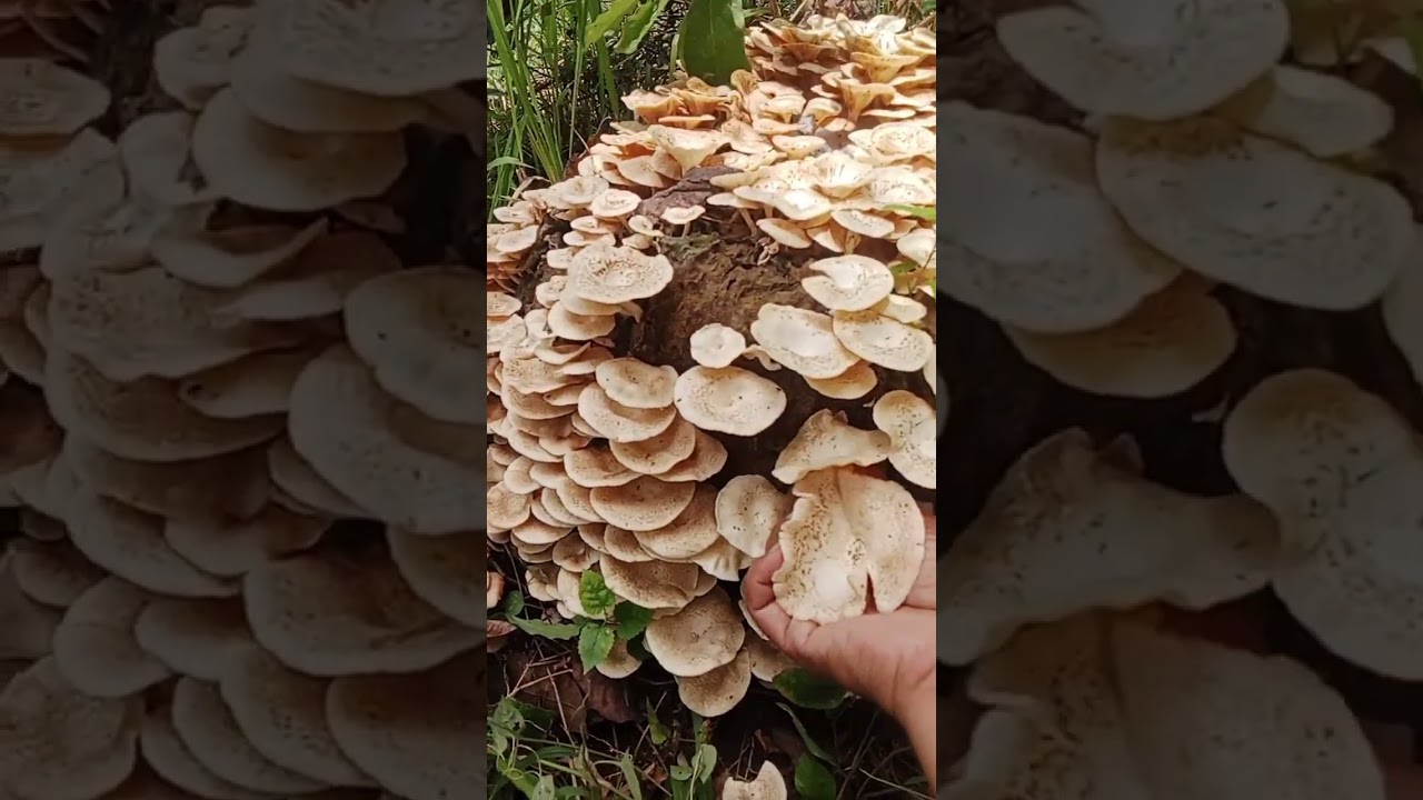 Kita lagi nyari jamur lot