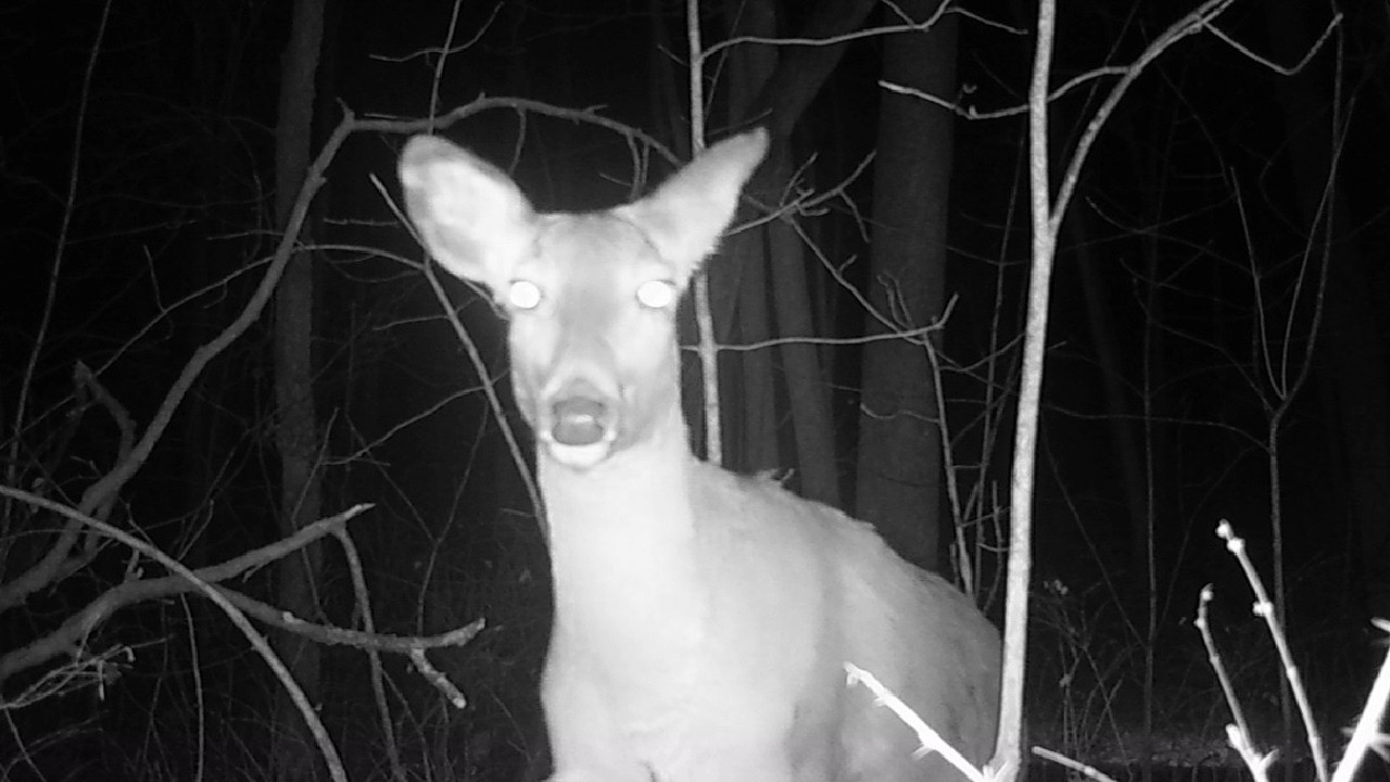 𐂂 Real Life Bambi #1794 𔑴 #asmr #deer #animallovers #forcats #fallasleep #notai