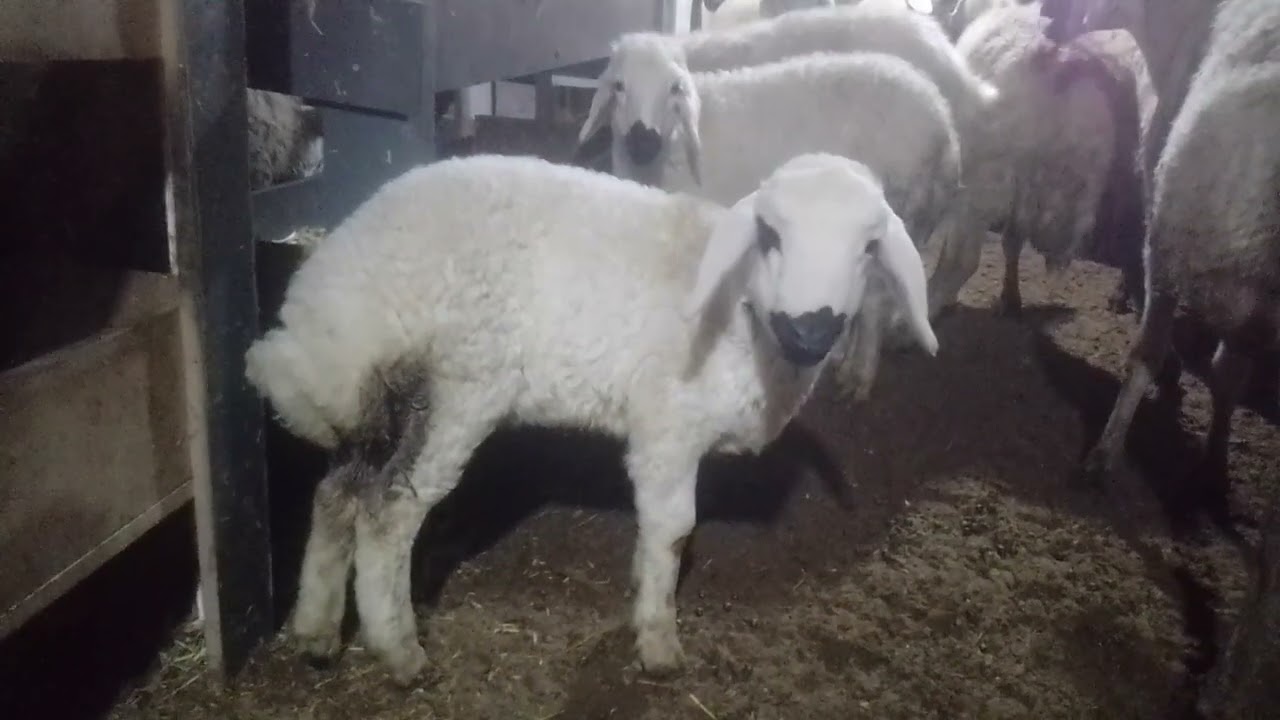KOYUNLARDA GEBELİK NASIL ANLAŞILIR BELİRTİLERİ NELERDİR #koyun #romanovkoyunu #kangal #romanov