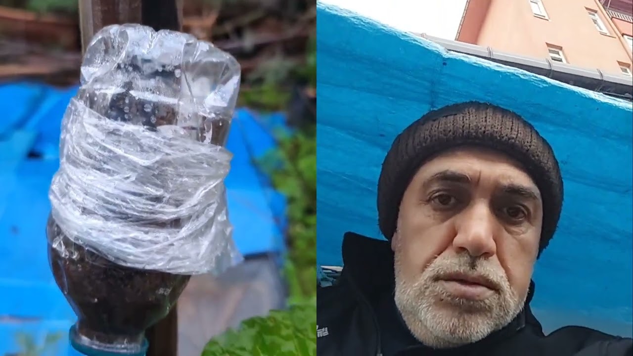 Altın Çilek Bitkimizin Meyveleri Olgunlaştı