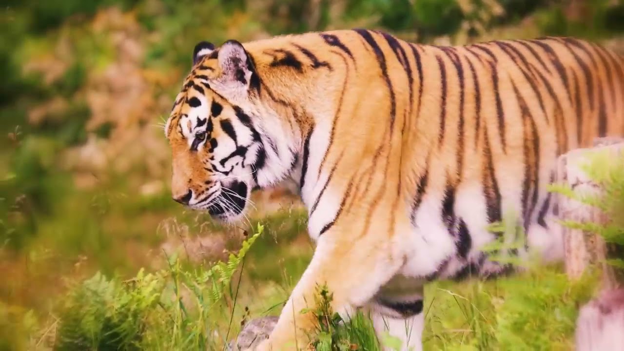 lion vs tieger