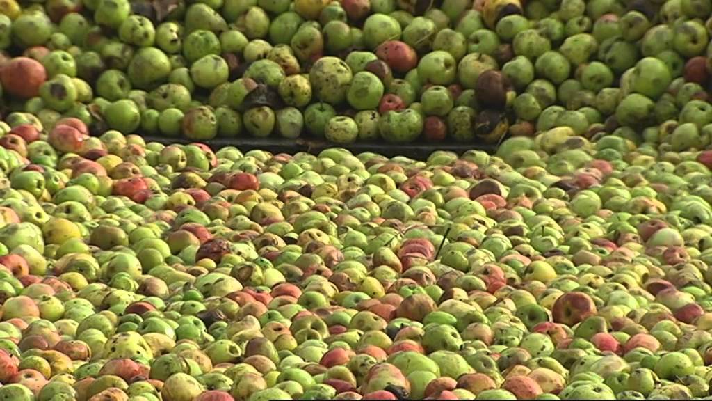 'Sustraia' ha estado en la recogida de manzana para sidra