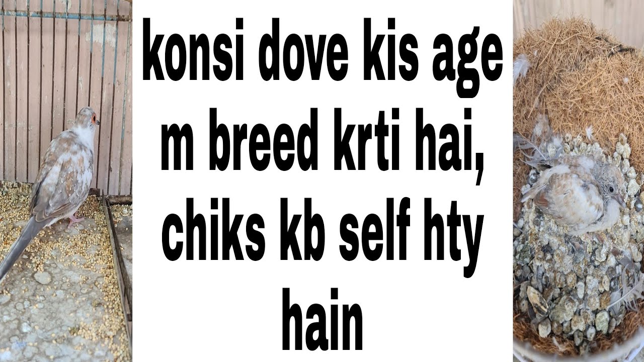 Dove phattay age details, phatta kitny din m bara hta hai, konsi dove kis age m breed krti hai?