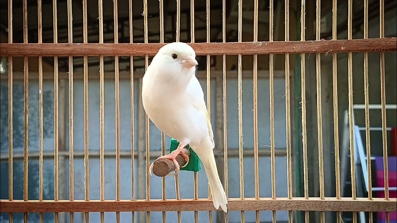 Best Canary Training Song
