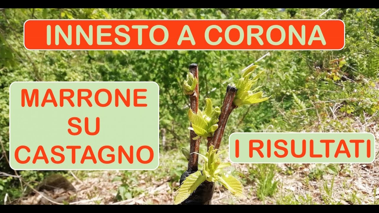 Innesto a corona sul Castagno - (Parte 2/2) Settembre 2021 by profvaldi