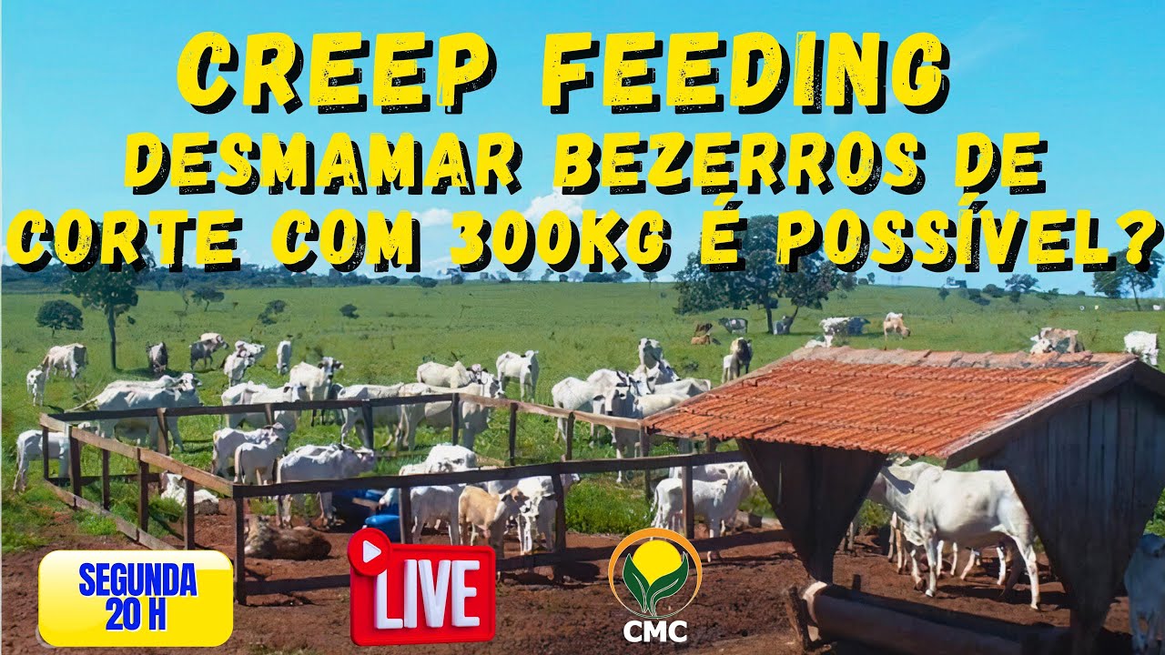 CREEP FEEDING - Desmamar bezerros de corte com 300KG &eacute; poss&iacute;vel?