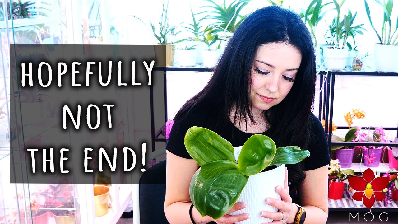 Trying to save my Phalaenopsis bellina Orchid - Separating the keiki