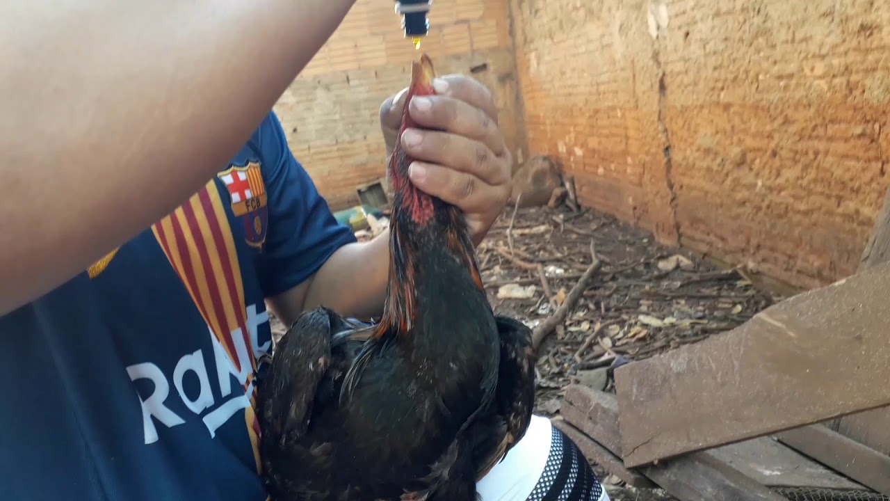 Vitagold potenciado vitamina para aves