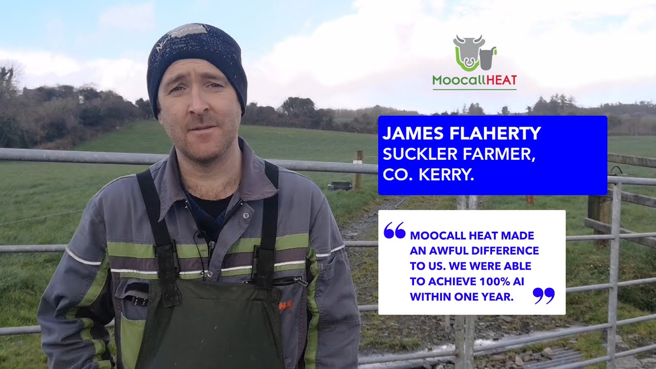 Suckler farmer James Flaherty converts to 100% AI in less than a year with Moocall HEAT