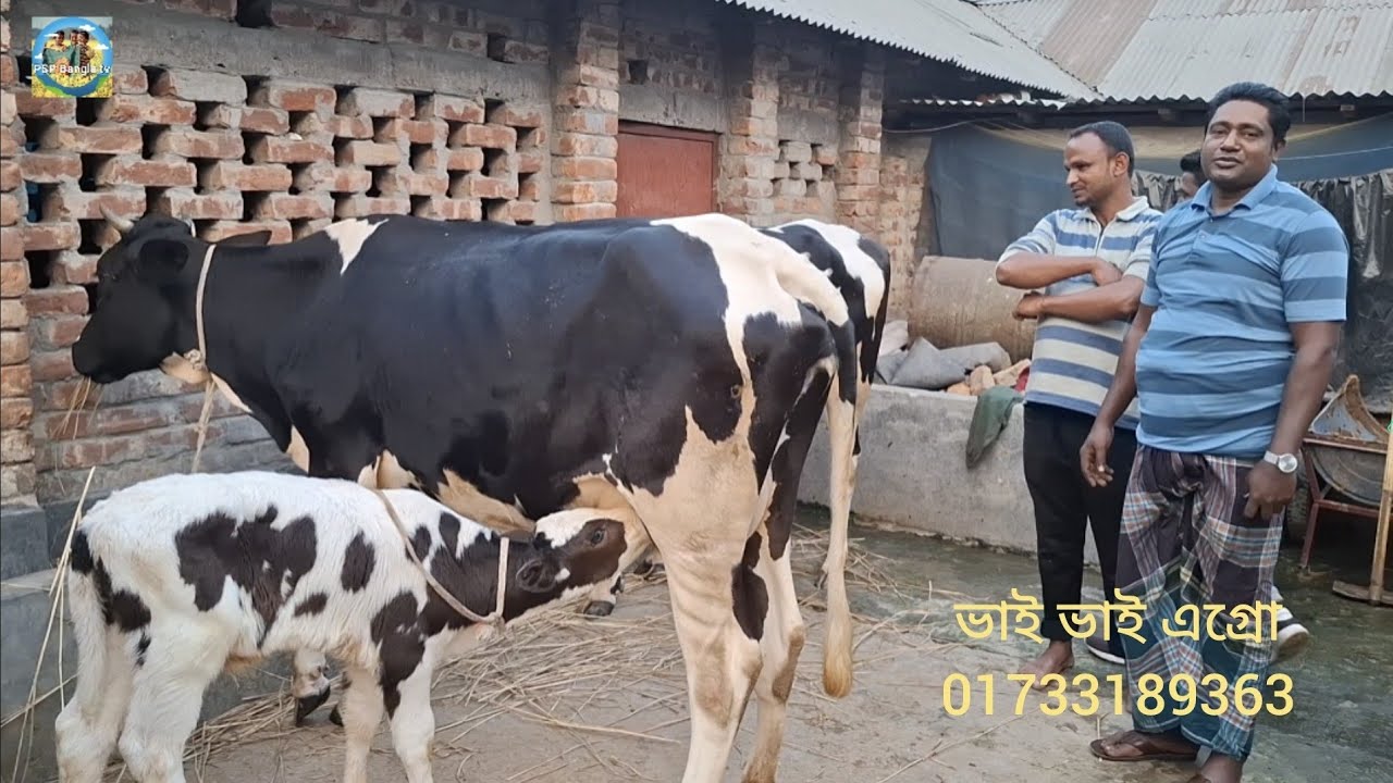 @ আজ ১৯/২/২০২৬|| সন্দীপ, চট্টগ্রামের খামারীর কিনে নেওয়া উন্নত জাতের দুধের গাভী বাছুরের দাম||