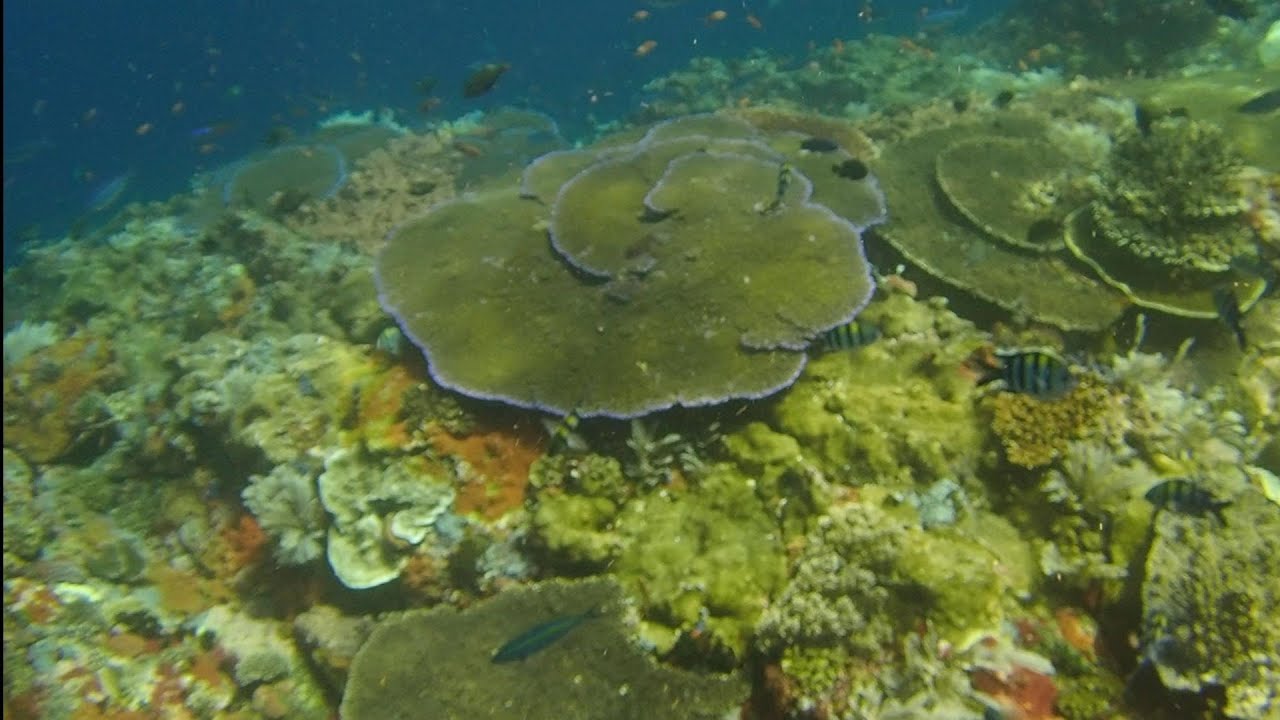 Diving Komodo National Park with Scuba Junkies Komodo