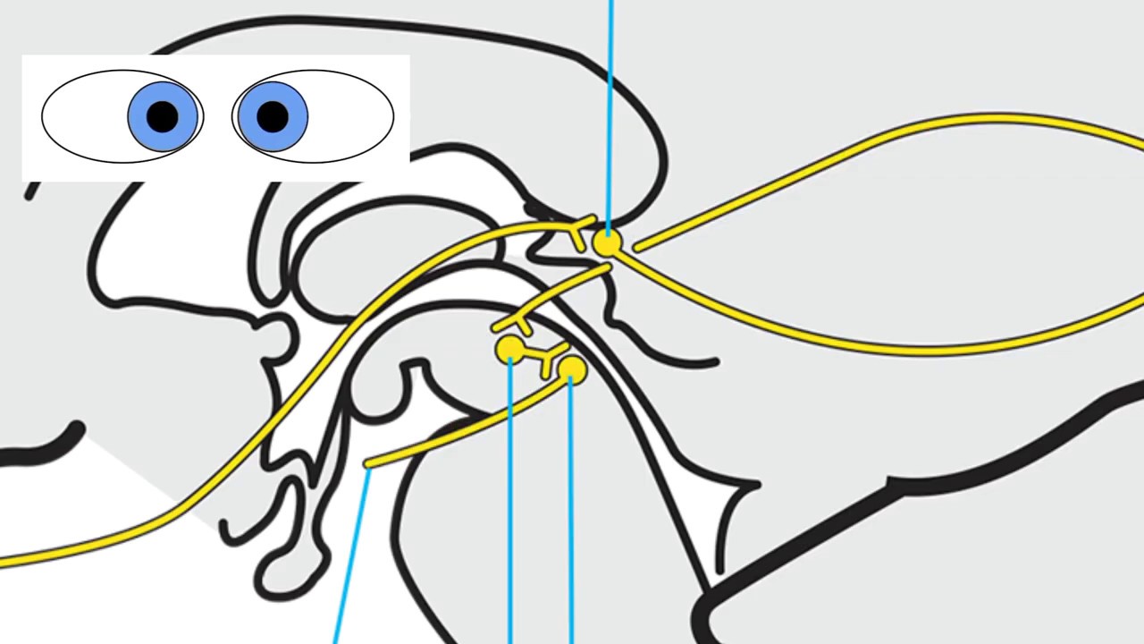 RS Supranuclear Ocular Motor Pathways Part 4 - Vergence