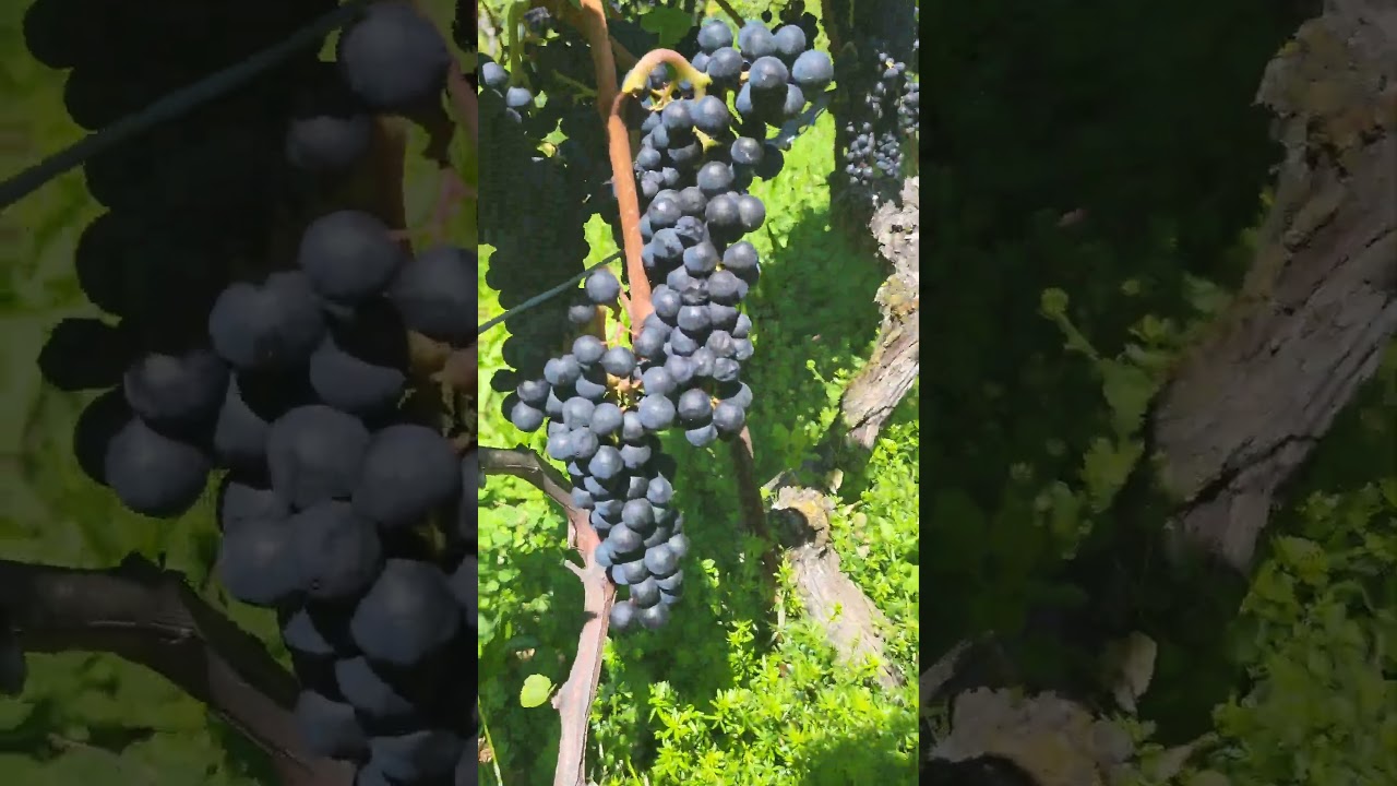 Swiss vineyard - UNESCO World Heritage Site #nature  #travel #wine