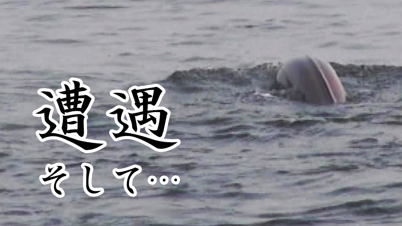 #1 有明海でデカイ生き物に遭遇