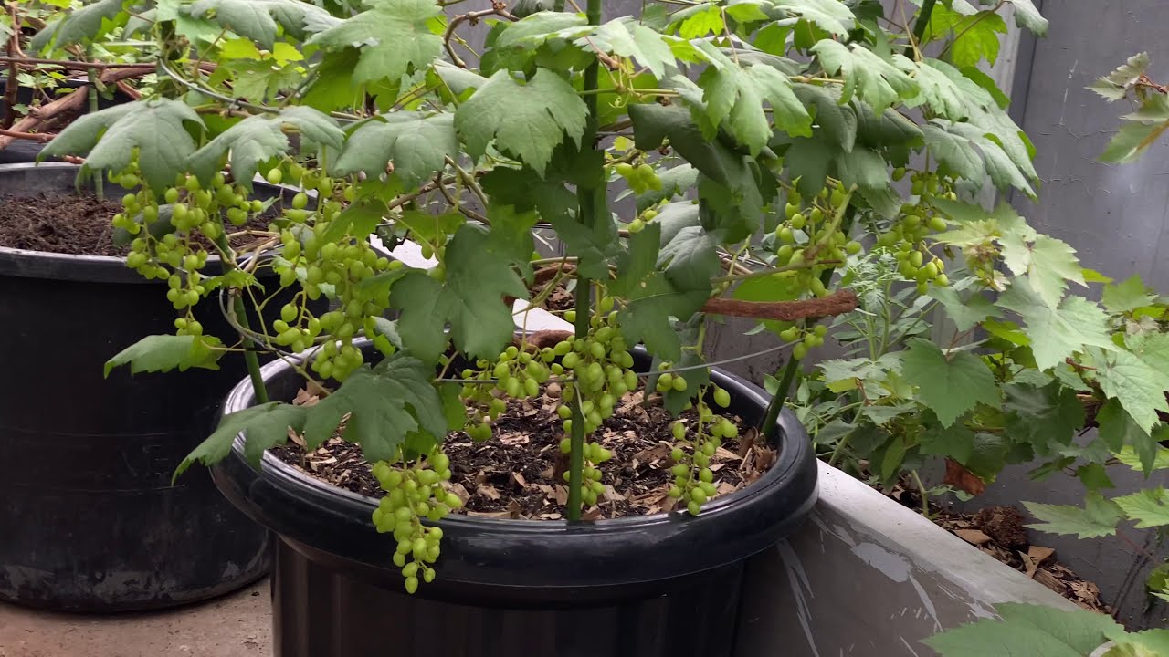 Tabulampot anggur jenis angelica dalam media pot 60liter
